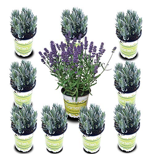 10 Lavendel-Pflanzen im Set (12 cm Ø-Topf): Balkonpflanzen winterhart...
