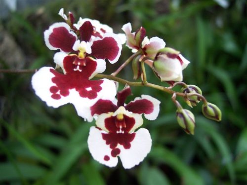1 blühfähige Orchidee der Sorte: Oncidium Variegatum, 9cmTopf