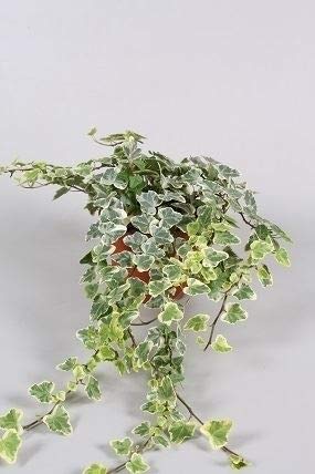 Efeu (Hedera helix), echte Pflanze, als Hängepflanze, Bodendecker oder...