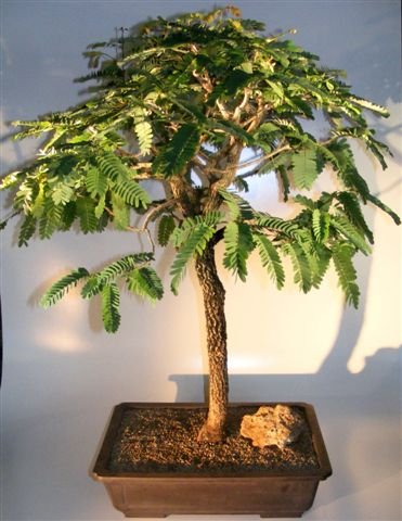 Bonsai Tamarind Bonsai Baum Tamarinde Indica