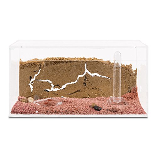 AntHouse - Natürliche Ameisenfarm aus Sand - Acryl Starter...