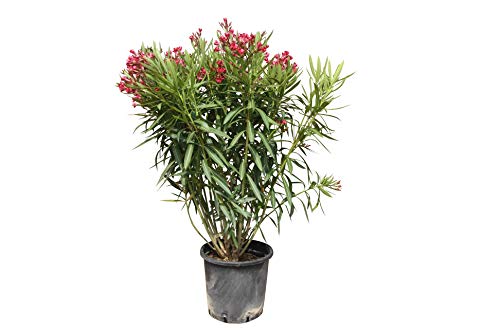 Oleander - farbe ROT - 100cm - Nerium Oleander