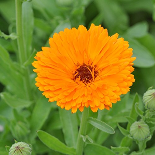 Echte Ringelblume - gefüllte, tief orange Blüten – Calendula...