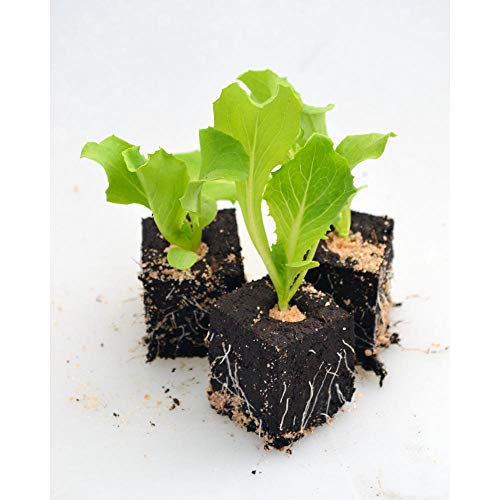Gemüsepflanzen - Eissalat/Sioux - Lactuca sativa var. capitata -...